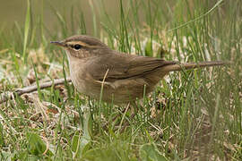 Dusky Warbler