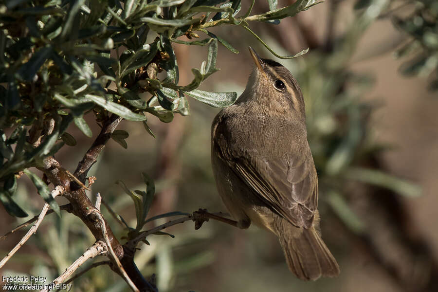 Dusky Warbleradult breeding, pigmentation, Behaviour