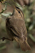 Dusky Warbler