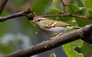 Pouillot d'Olgivie-Grant