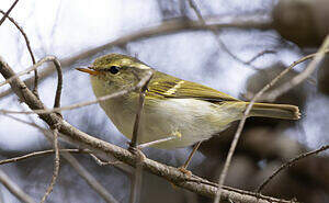 Pouillot d'Olgivie-Grant