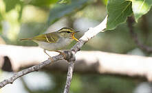 Pouillot d'Olgivie-Grant