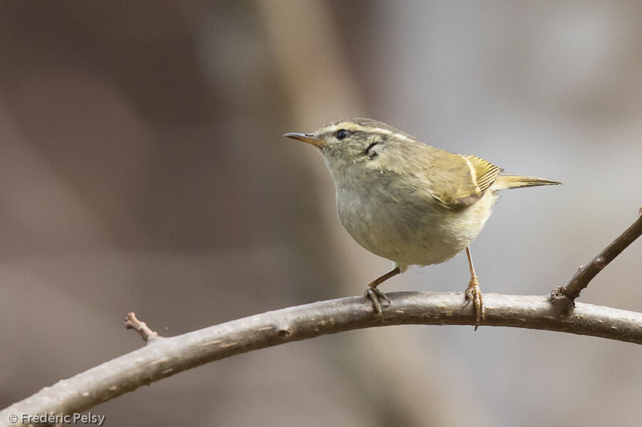 Blyth's Leaf Warbler