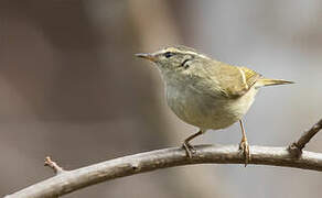 Blyth's Leaf Warbler