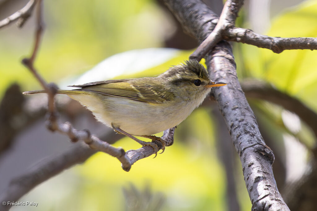 Blyth's Leaf Warbler