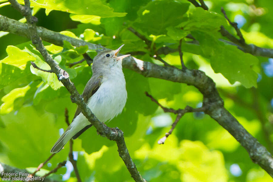 Pouillot de Bonelli mâle adulte, chant