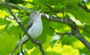 Western Bonelli's Warbler