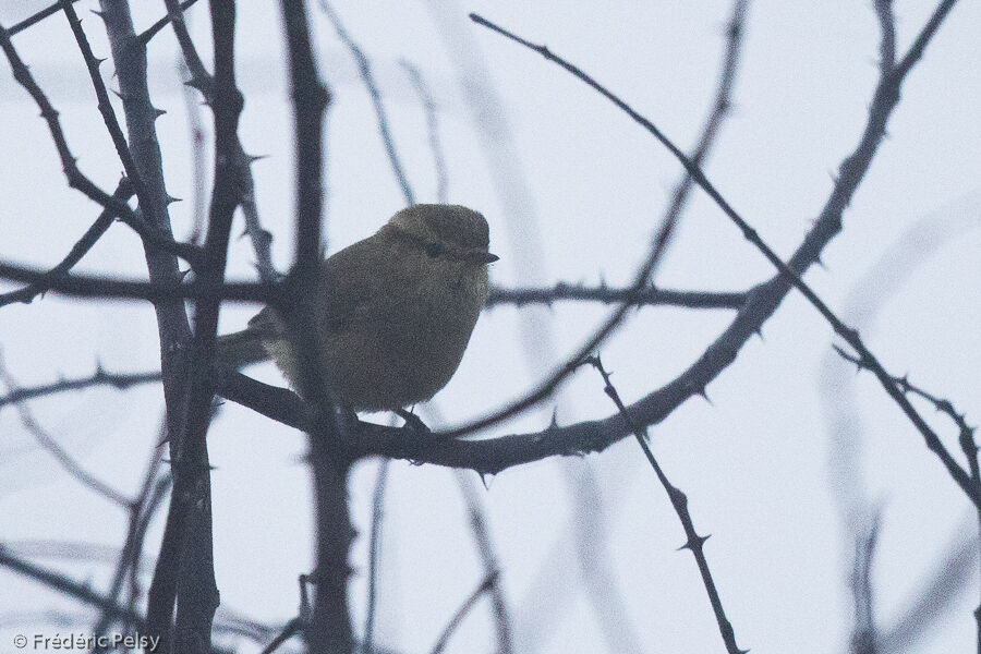 Brooks's Leaf Warbler