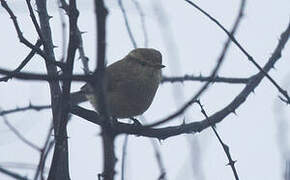 Brooks's Leaf Warbler