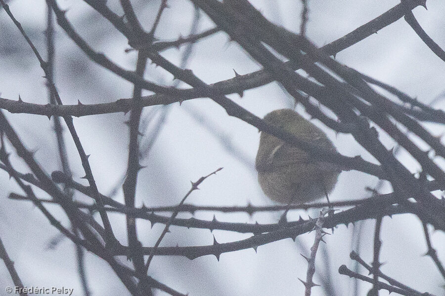 Brooks's Leaf Warbler