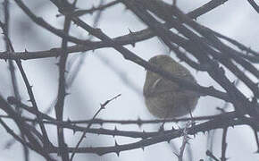 Brooks's Leaf Warbler