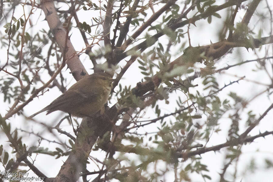 Pouillot de Brooks, identification