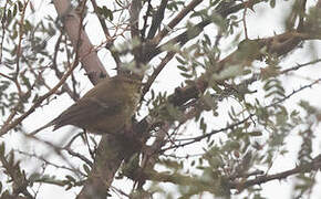 Brooks's Leaf Warbler