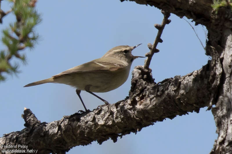 Hume's Leaf Warbler male adult, song