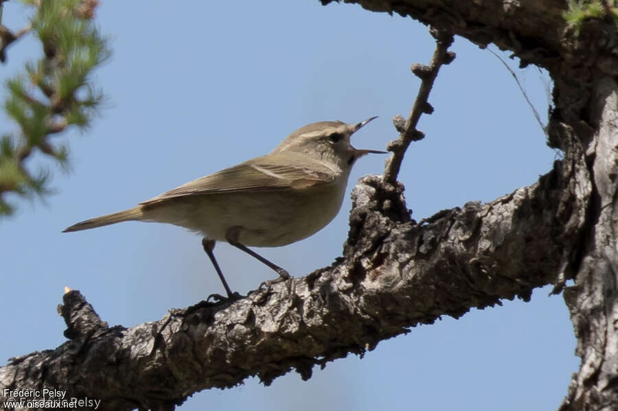 Hume's Leaf Warbler male adult, song