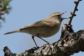 Hume's Leaf Warbler