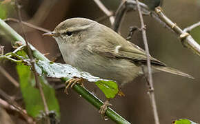 Hume's Leaf Warbler