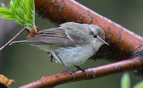 Hume's Leaf Warbler