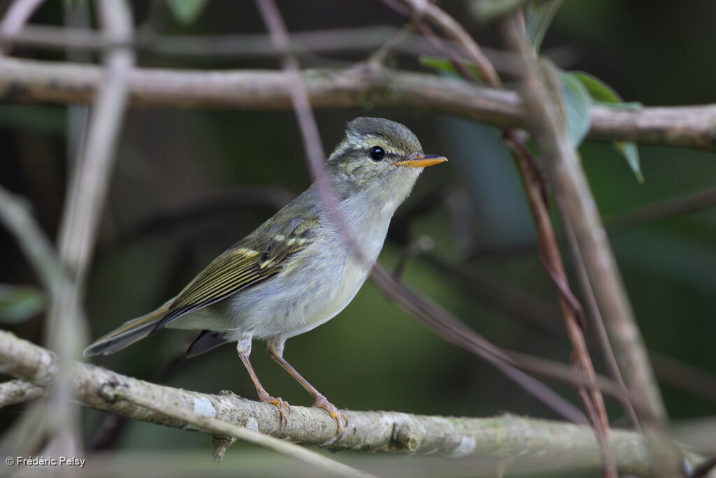 Emei Leaf Warbler