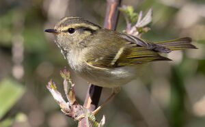 Pouillot de Lichiang