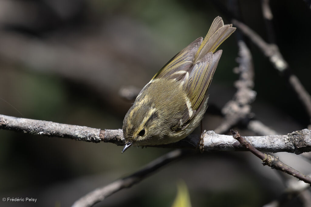 Sichuan Leaf Warbler