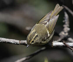 Pouillot de Lichiang