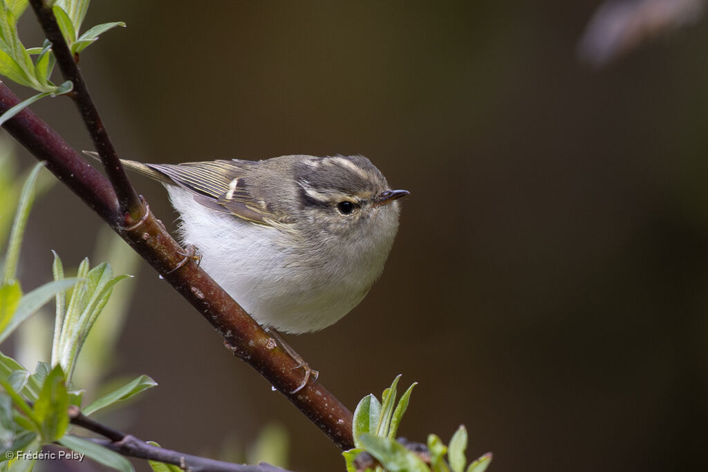 Sichuan Leaf Warbler