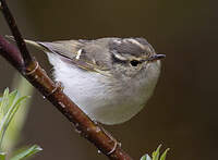 Pouillot de Lichiang