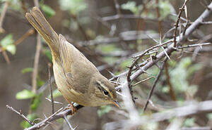 Pouillot de Milne-Edwards