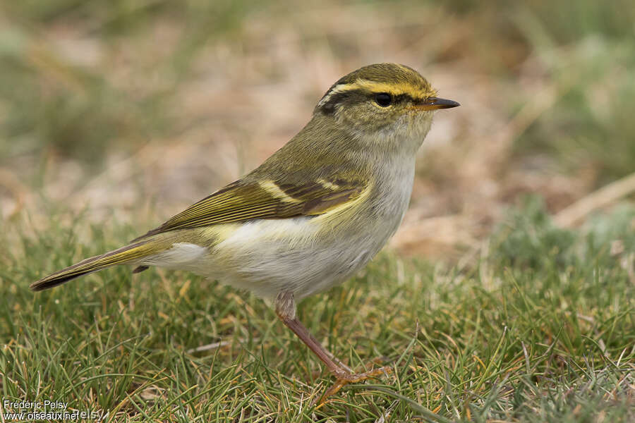 Pouillot de Pallasadulte nuptial, identification