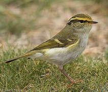 Pallas's Leaf Warbler