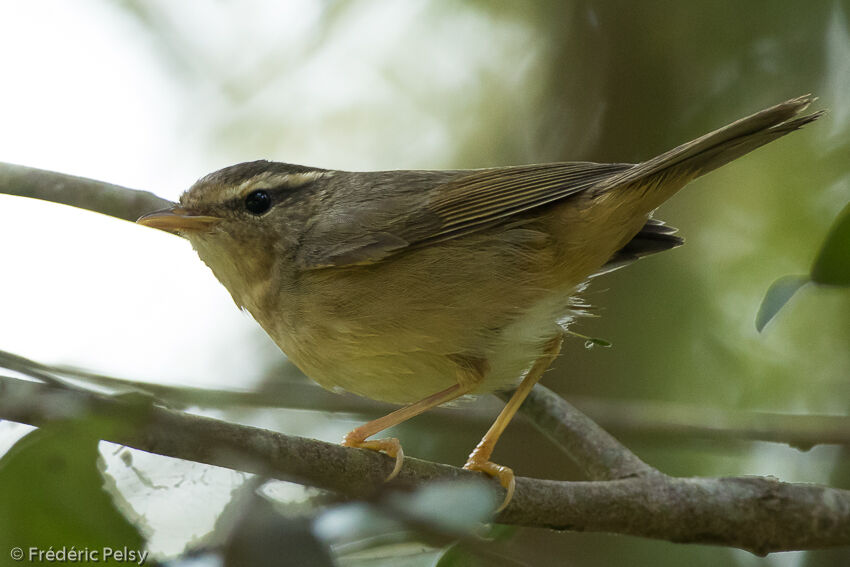 Radde's Warbler, pigmentation, Behaviour