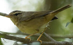 Radde's Warbler