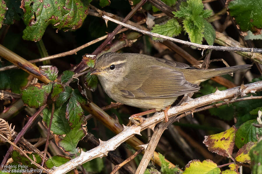 Pouillot de Schwarz, identification