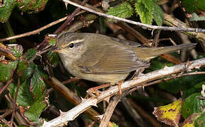 Radde's Warbler