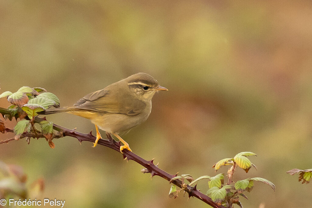 Radde's Warbler