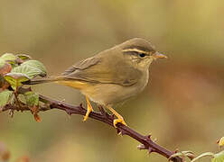 Radde's Warbler