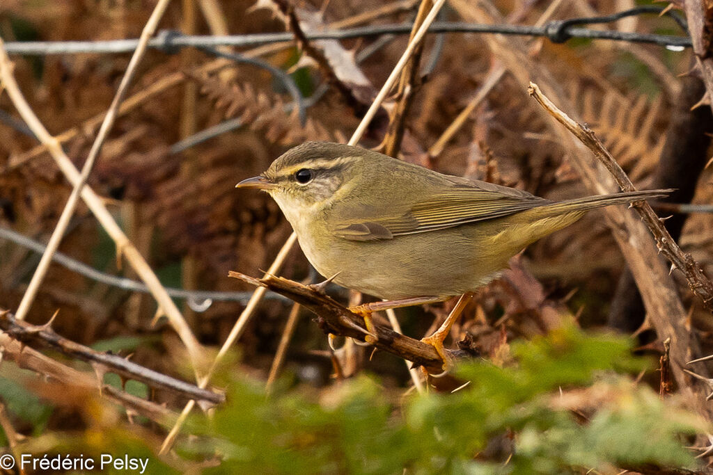 Radde's Warbler