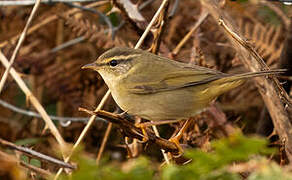 Radde's Warbler