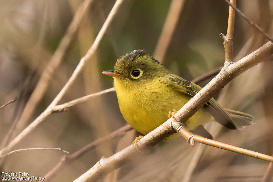 Whistler's Warbler