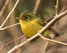 Whistler's Warbler