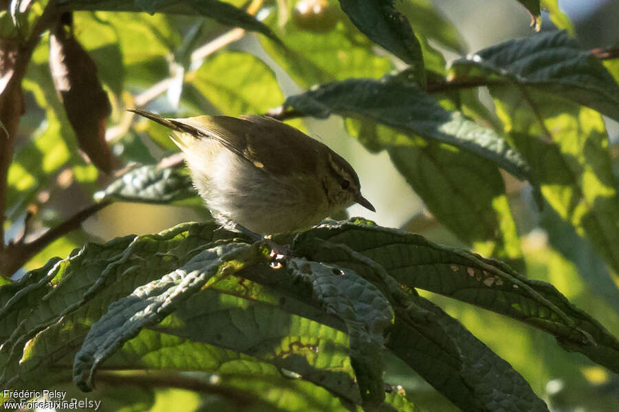 Sulawesi Leaf Warbler