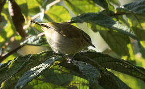 Sulawesi Leaf Warbler