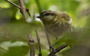 Sulawesi Leaf Warbler