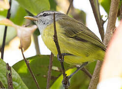 Island Leaf Warbler