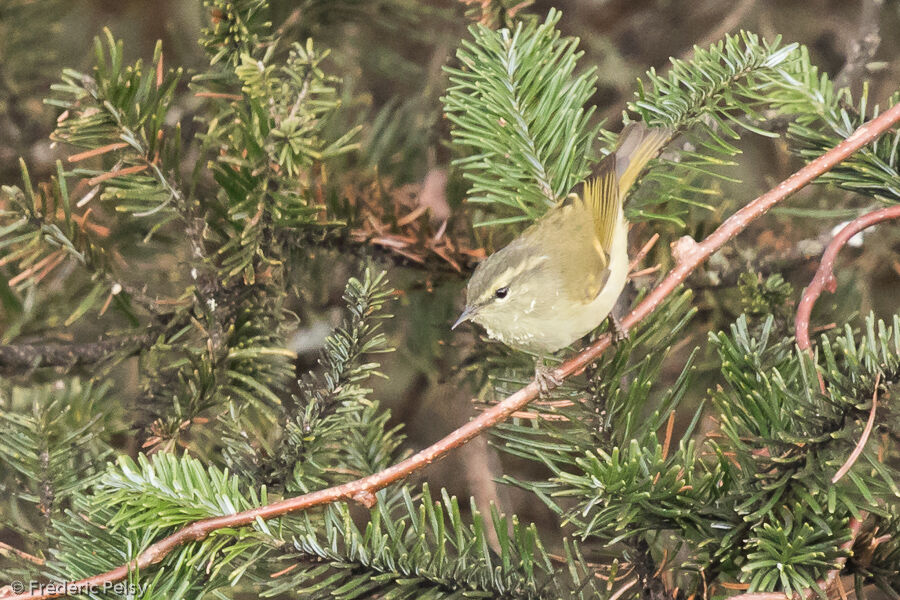 Buff-barred Warbler