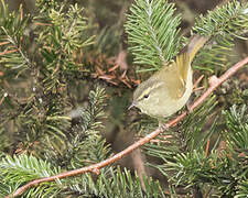 Buff-barred Warbler