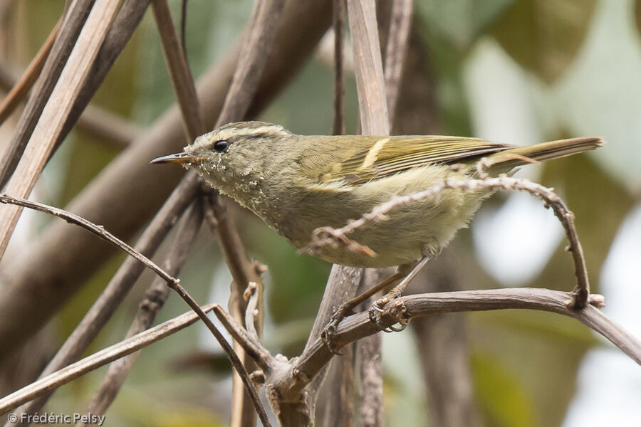 Buff-barred Warbler