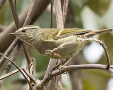 Buff-barred Warbler