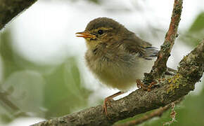 Willow Warbler